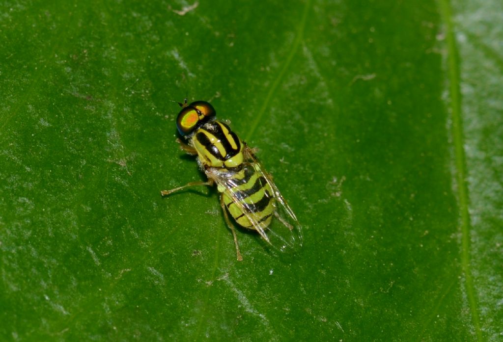 Oxycera trilineata (Stratiomyidae) maschio
